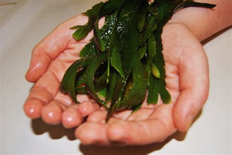 Discovering the Magical Uses of Seaweed in Kenjebunk